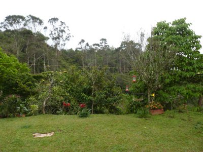 Garden at Chestnut-capped Piha Reserve / RNA Arrierito Antioqueno