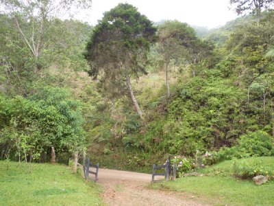 Garden at Chestnut-capped Piha Reserve / RNA Arrierito Antioqueno