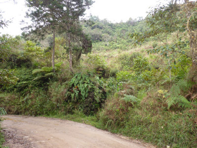 View from the road, Chestnut-capped Piha Reserve / RNA Arrierito Antioqueno