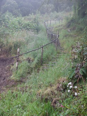 Steps up to Paramo, Dusky Starfrontlet Reserve/ RNA Colibri del Sol