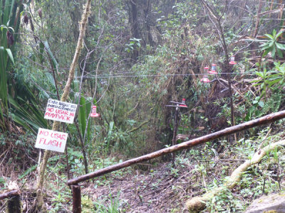 Hummingbird feeders on way up to Paramo, Dusky Starfrontlet Reserve/ RNA Colibri del Sol