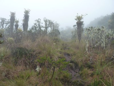 Alien Landscape of Paramo 2, Dusky Starfrontlet Reserve/ RNA Colibri del Sol