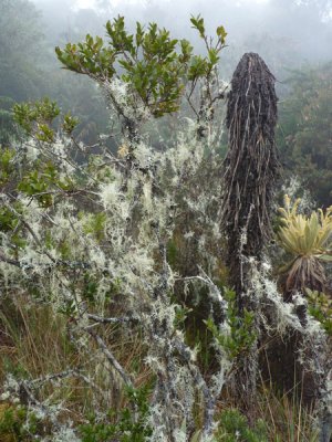 Paramo plantlife, Dusky Starfrontlet Reserve/ RNA Colibri del Sol