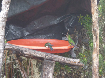 Dusky Starfrontlet Reserve/ RNA Colibri del Sol