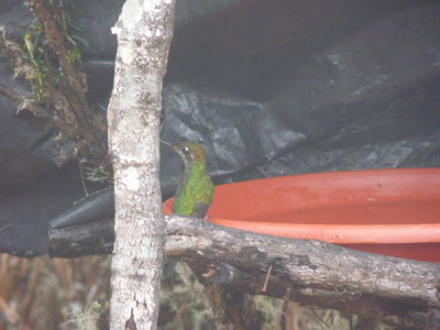 Dusky Starfrontlet Reserve/ RNA Colibri del Sol