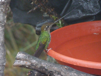 Dusky Starfrontlet Reserve/ RNA Colibri del Sol