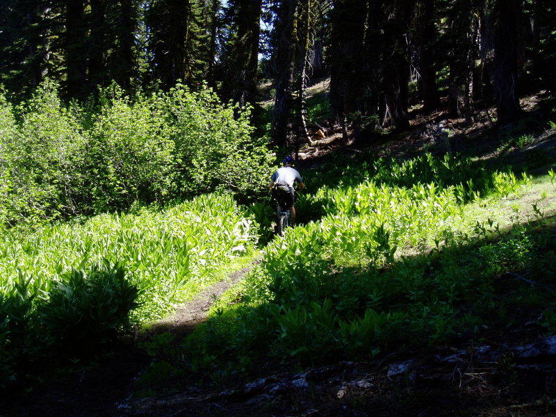 Skunk cabbage everywhere