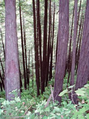 Pruitt trail.  Burned tree's