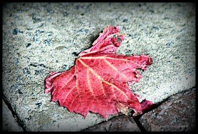 _MG_2451.JPG