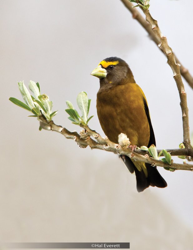 Evening Grosbeak, Male