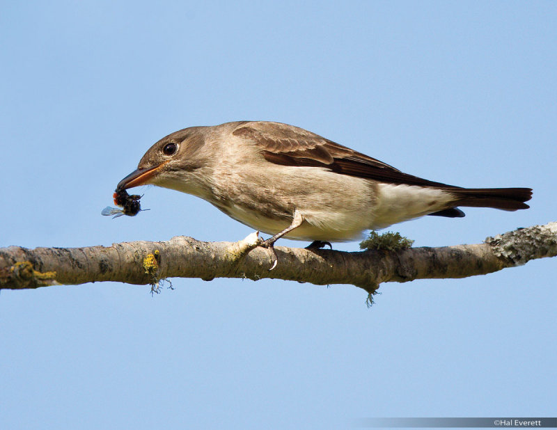 Olive Sided Flycatcher and Bumblebee