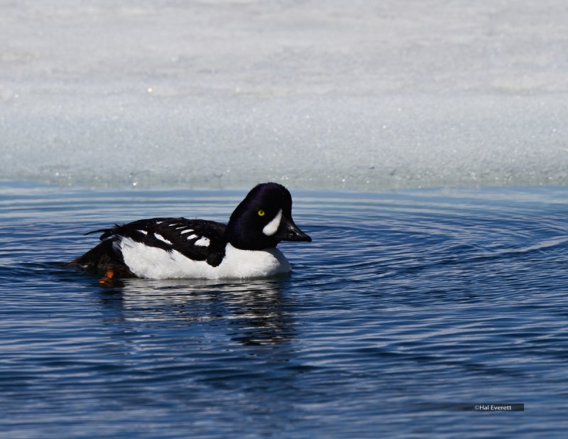 Barrows  Goldeneye 