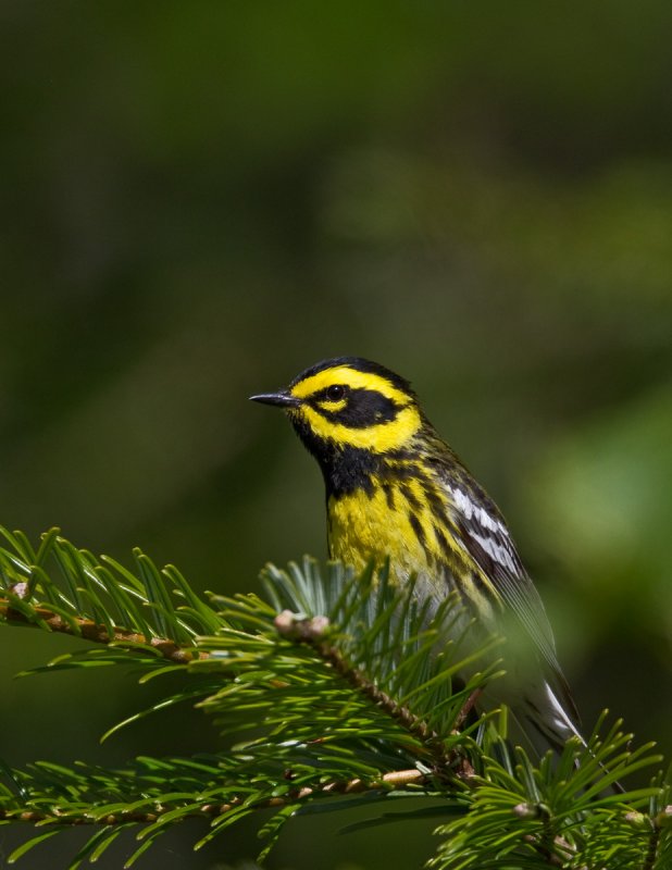 Townsends Warbler