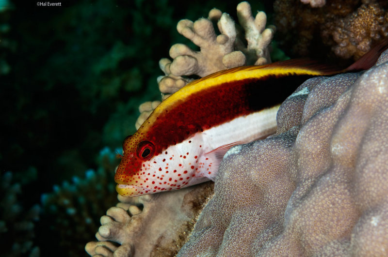 Forsters Hawkfish