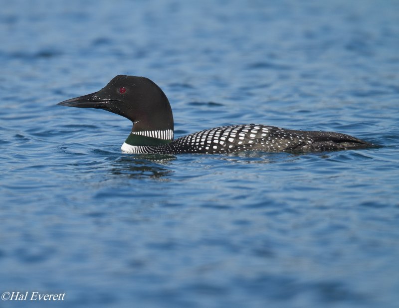 Common Loon