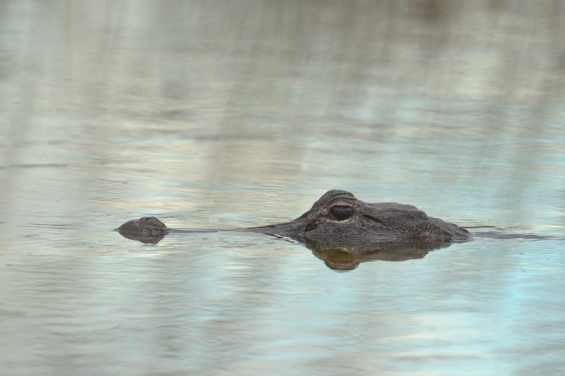 American Alligator