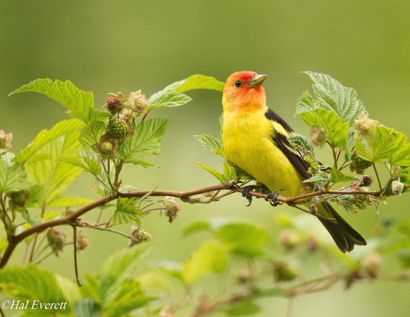 Western Tanager