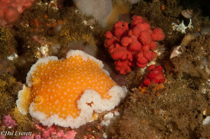 Orange Peel Nudibranch on left, Soft Coral on Right