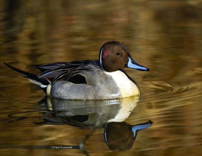 Northern Pintail