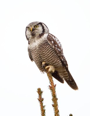 Northern Hawk Owls