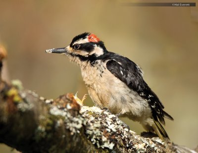 Downy Woodpecker, Male