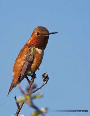 Rufous Hummingbird, Male