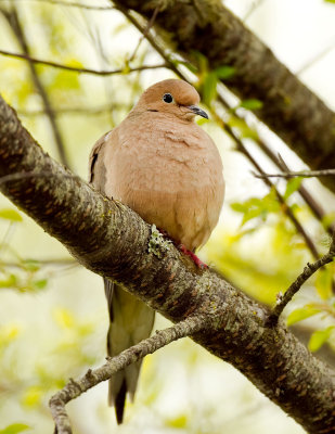 Mourning Dove