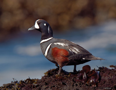 Harlequin Duck, Male