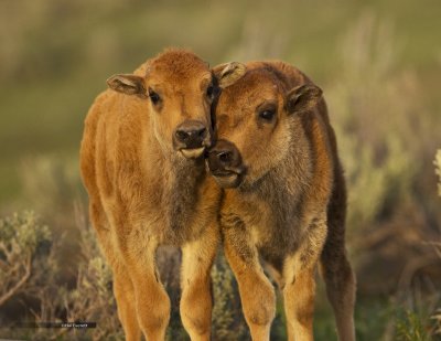 Bison Calves