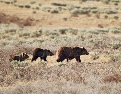 Grizzly Sow and One  Year Old Cubs