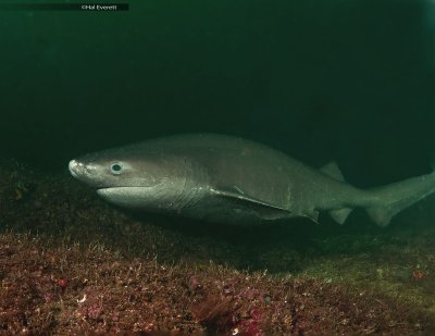 Six Gill Shark (10-12 feet long)