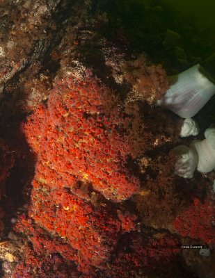 Strawberry Anemone Covered Wall