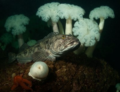 Ling Cod, Plumose Anemones, and Sea Star