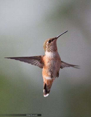 Rufous Hummingbird, Female