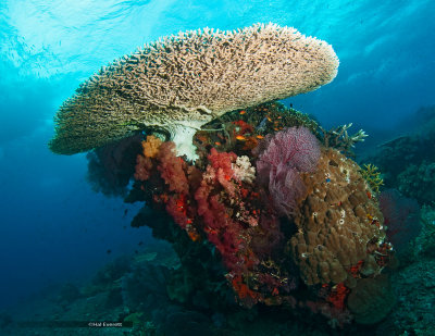 Coral Cornucopia