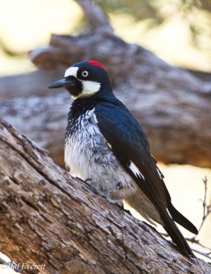 Acorn Woodpecker