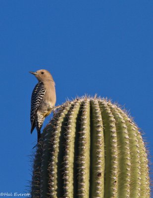 Gila Woodpecker On Saguaro Cactus