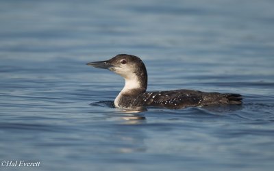 Common Loon