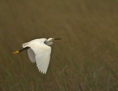 Snowy Egret