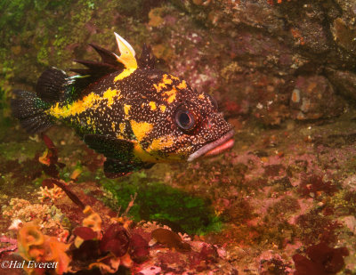 China Rockfish