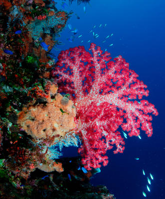 softcoral1.jpg
