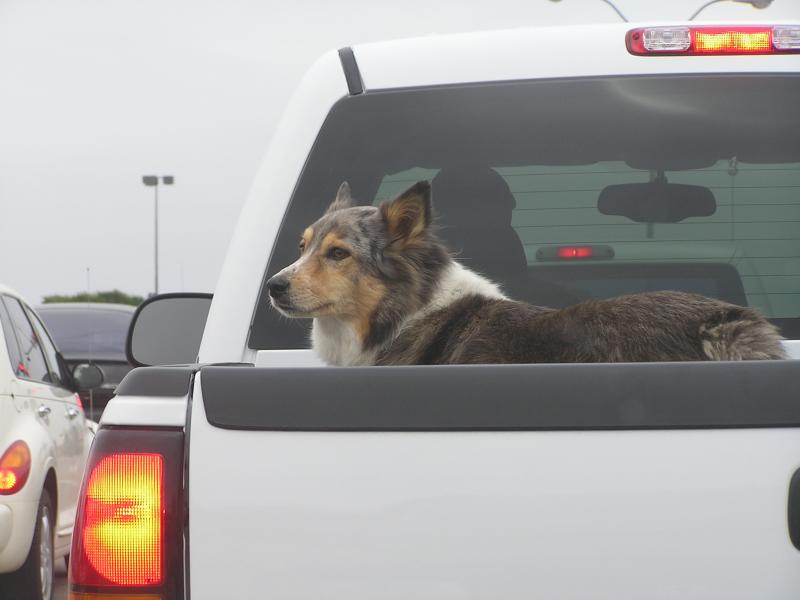 Pup in truck.JPG
