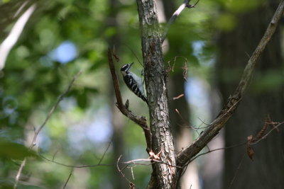 IMG_7453.JPG