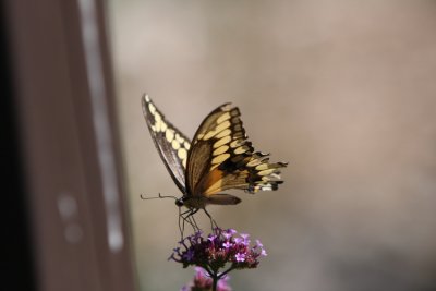 IMG_7479.JPG