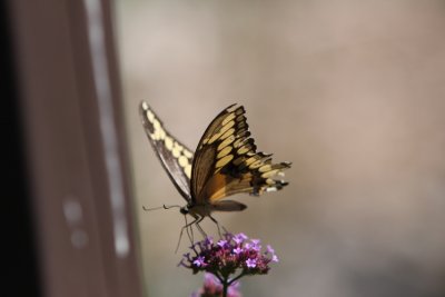 IMG_7480.JPG