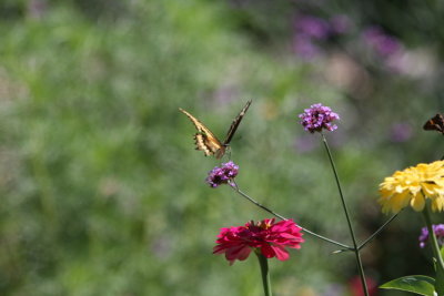 IMG_7486.JPG