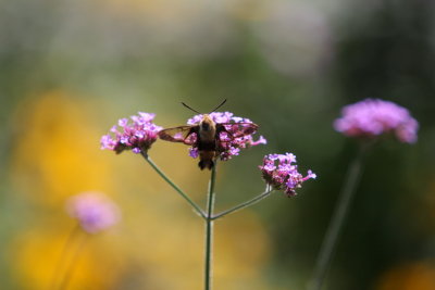 IMG_7495.JPG