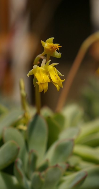 IMGP9960A.jpg
