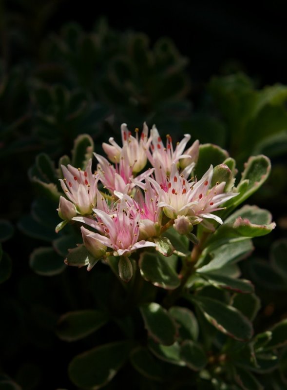 IMGP9973A.jpg