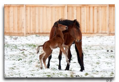 2 days old.  This is the small paint herd.